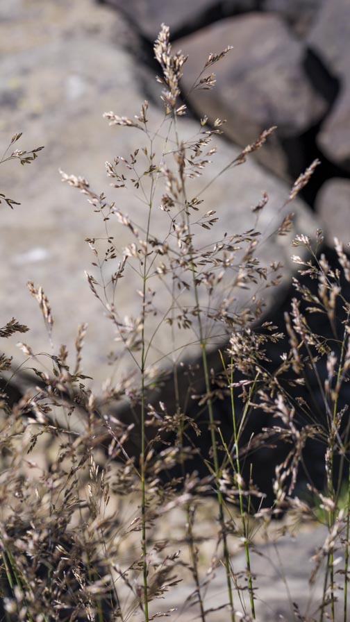 Deschampsia cespitosa ? s